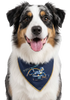 Gretzky with BK Pets Logo Bandana